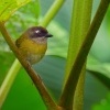 Tangara krovinna - Chlorospingus flavopectus - Common Bush-tanager o1356